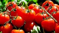 rajčata tomatoes 1